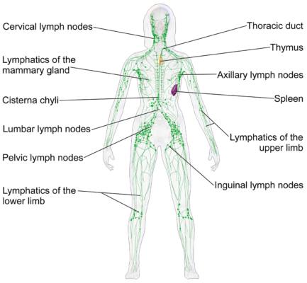 Read more about the article What is the Best Exercise for the Lymphatic System? Discover the Power of Rebounding