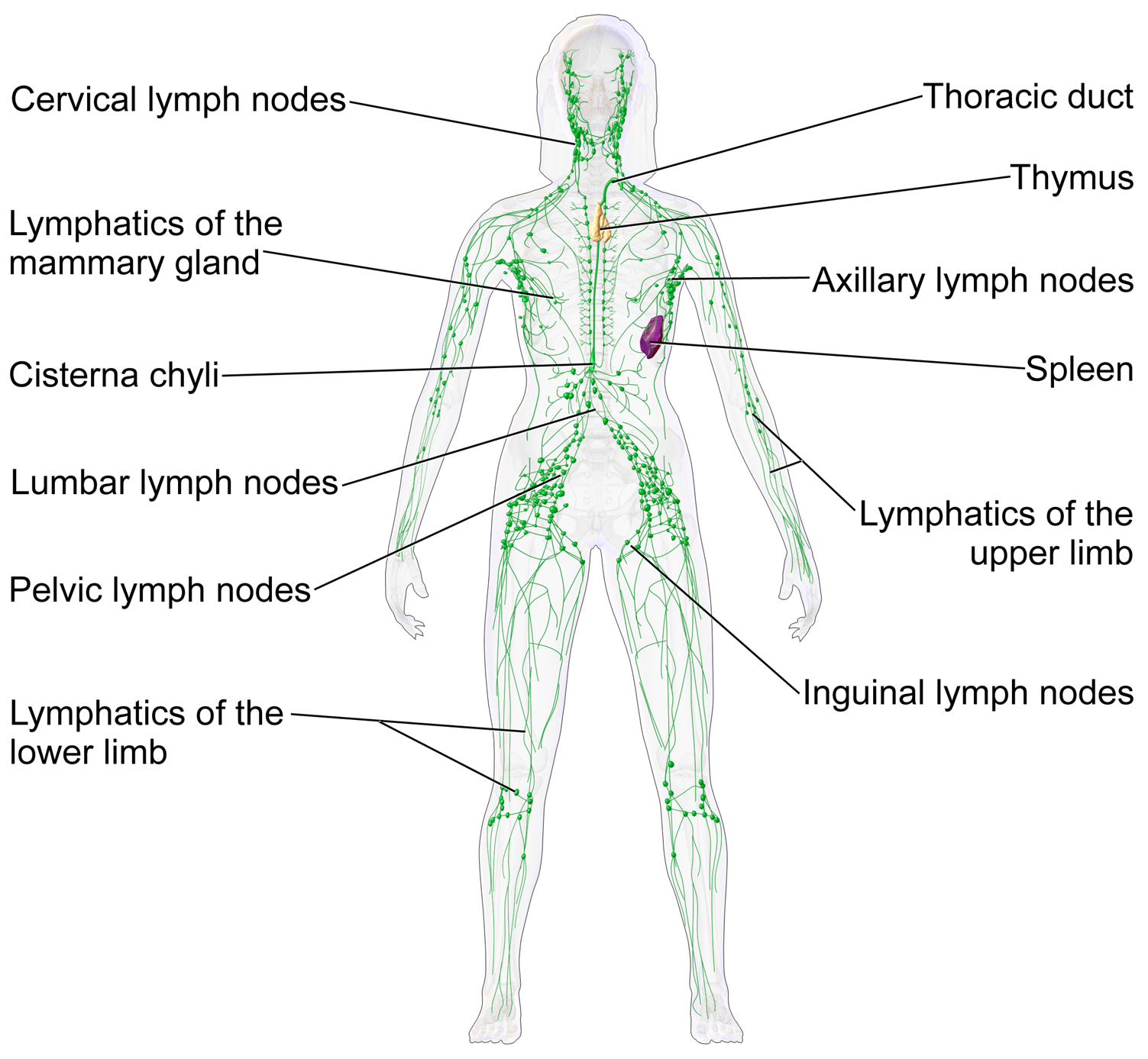 What is the Best Exercise for the Lymphatic System? Discover the Power of Rebounding blog image