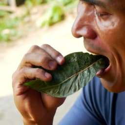 how Much Kratom to Take to Detox From Opiates