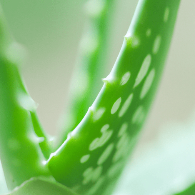 DMSO with Aloe Vera Benefits